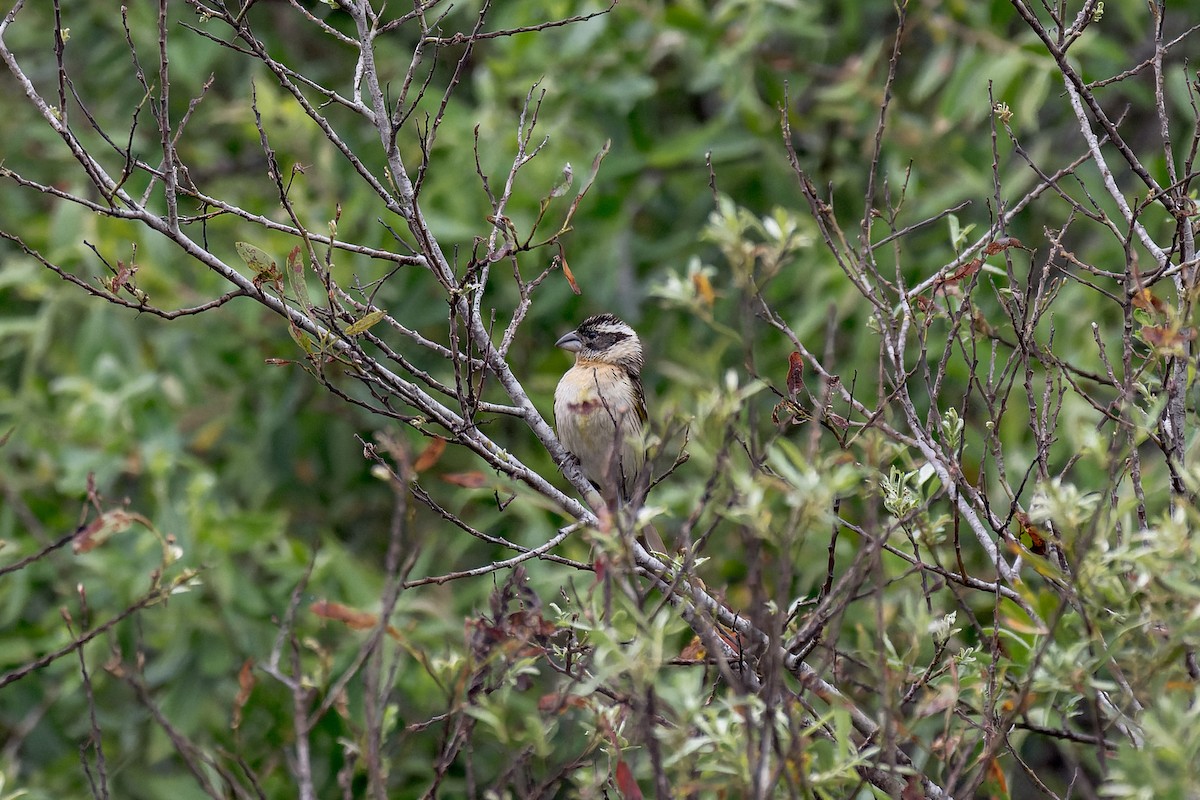 Black-headed Grosbeak - ML620283456