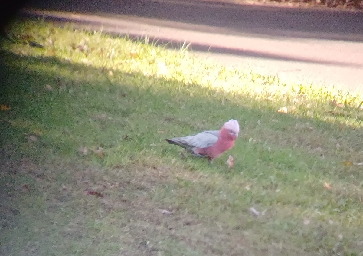 Cacatúa Galah - ML620283457