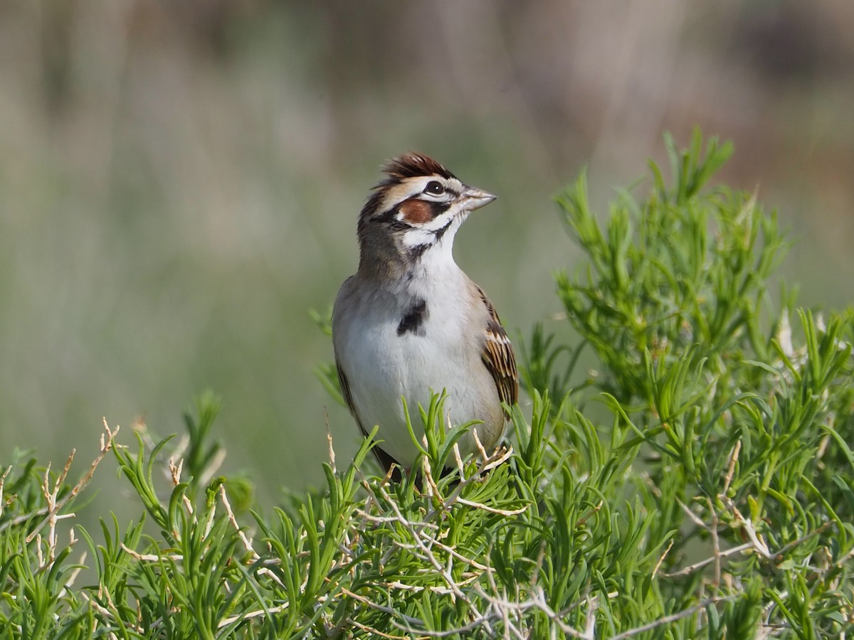 Lark Sparrow - ML620283460