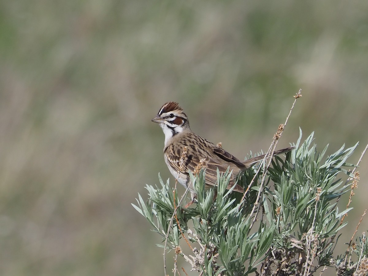 Lark Sparrow - ML620283461