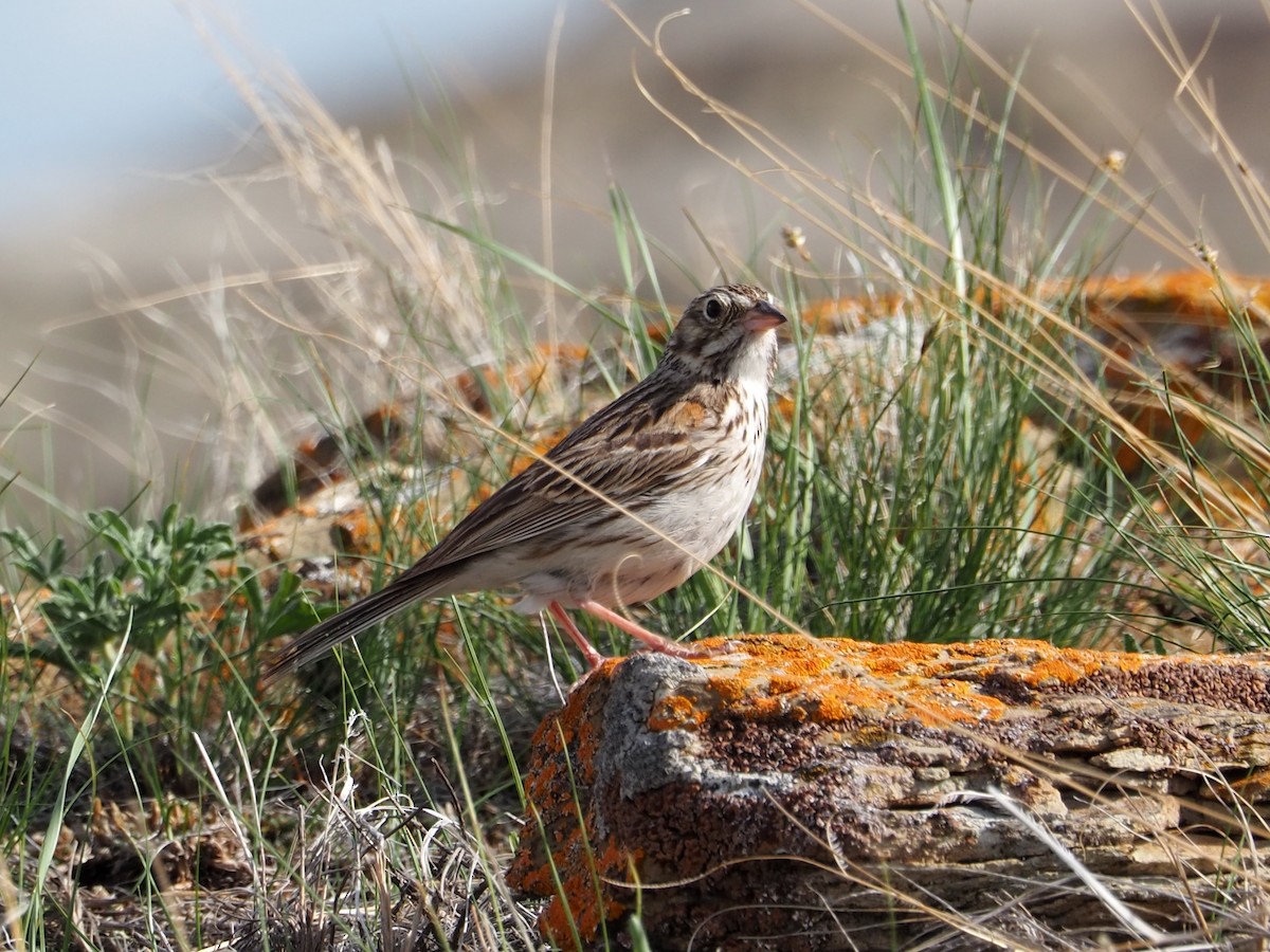 Vesper Sparrow - ML620283466