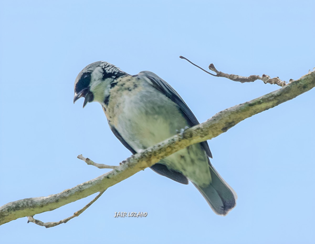 Gray-and-gold Tanager - ML620283469