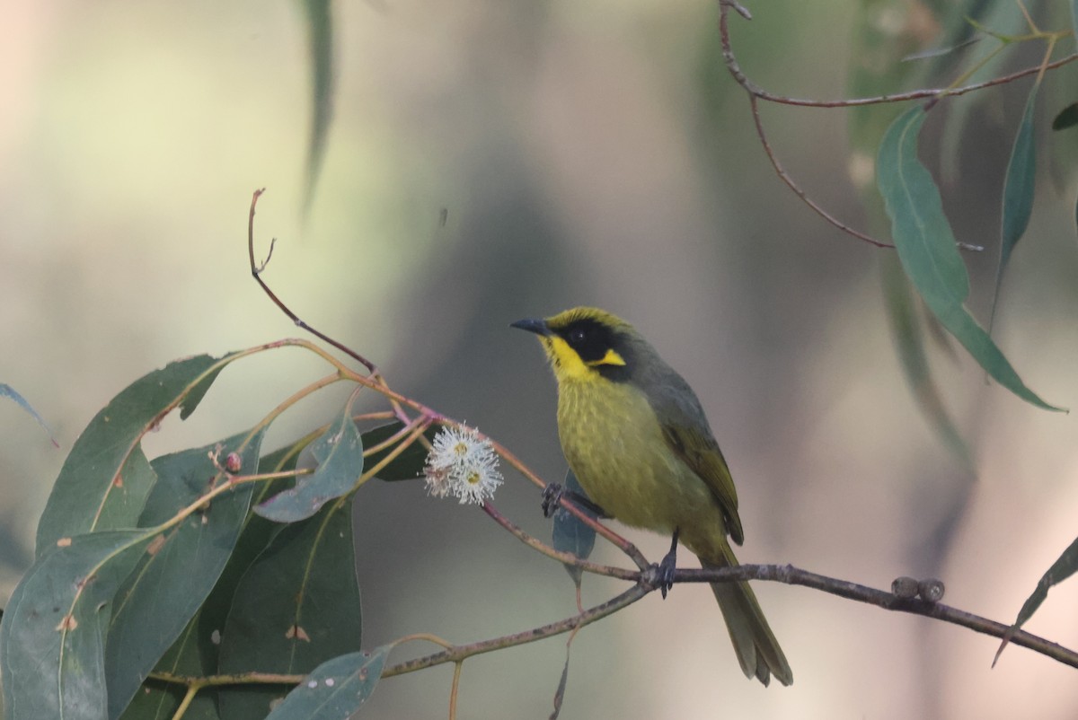 Yellow-tufted Honeyeater - ML620283474