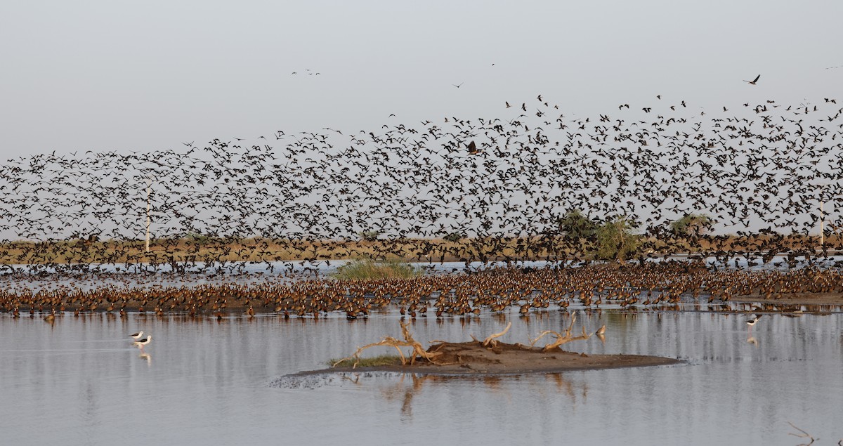 White-faced Whistling-Duck - ML620283476