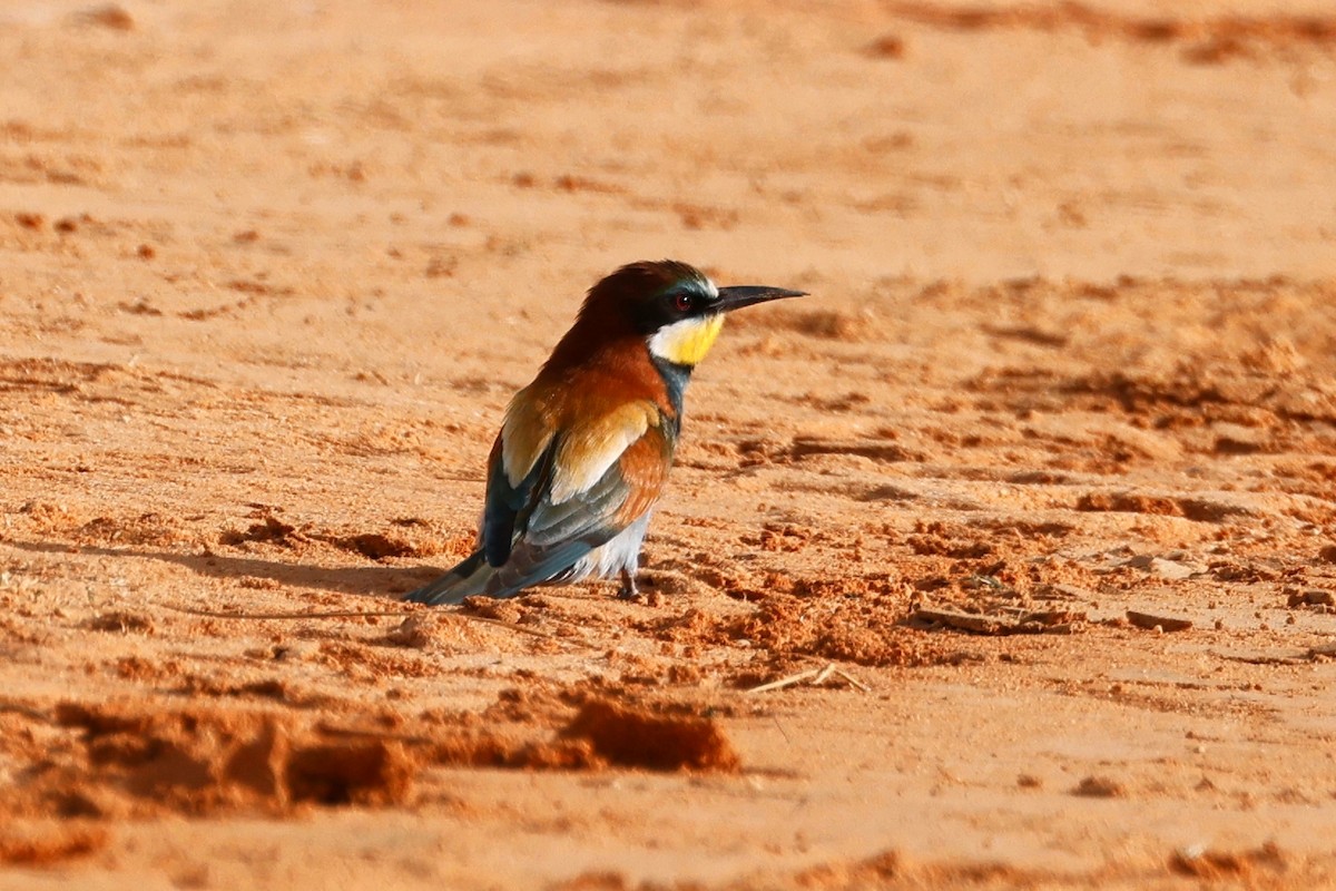 European Bee-eater - ML620283483