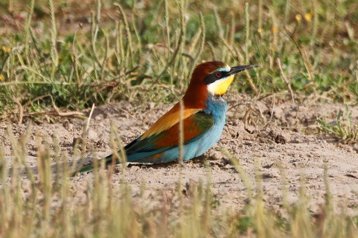 שרקרק מצוי - ML620283484