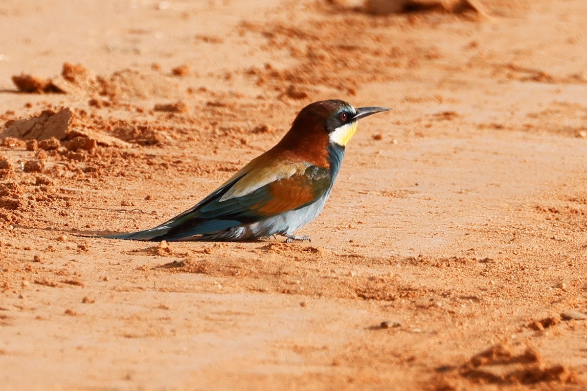 European Bee-eater - ML620283485