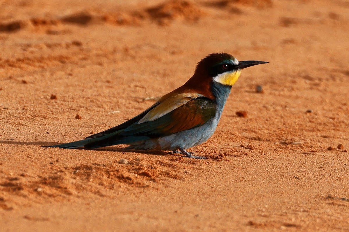 European Bee-eater - ML620283486