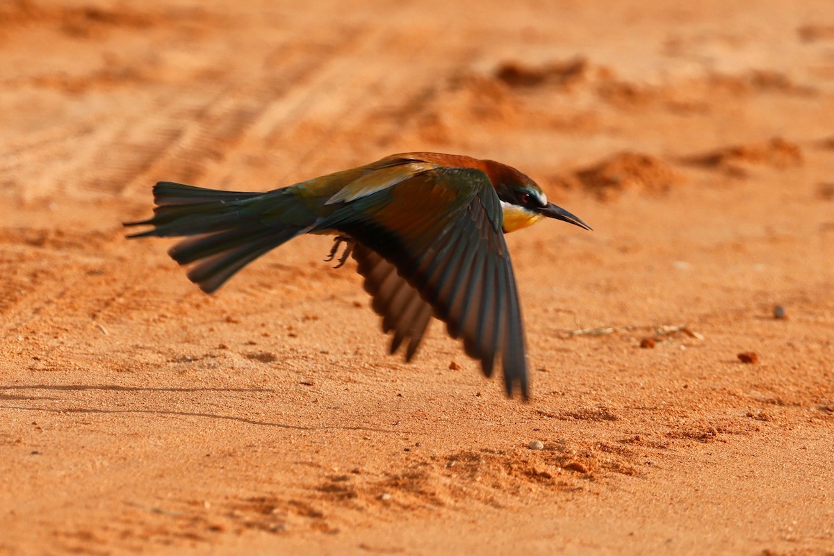 European Bee-eater - ML620283487