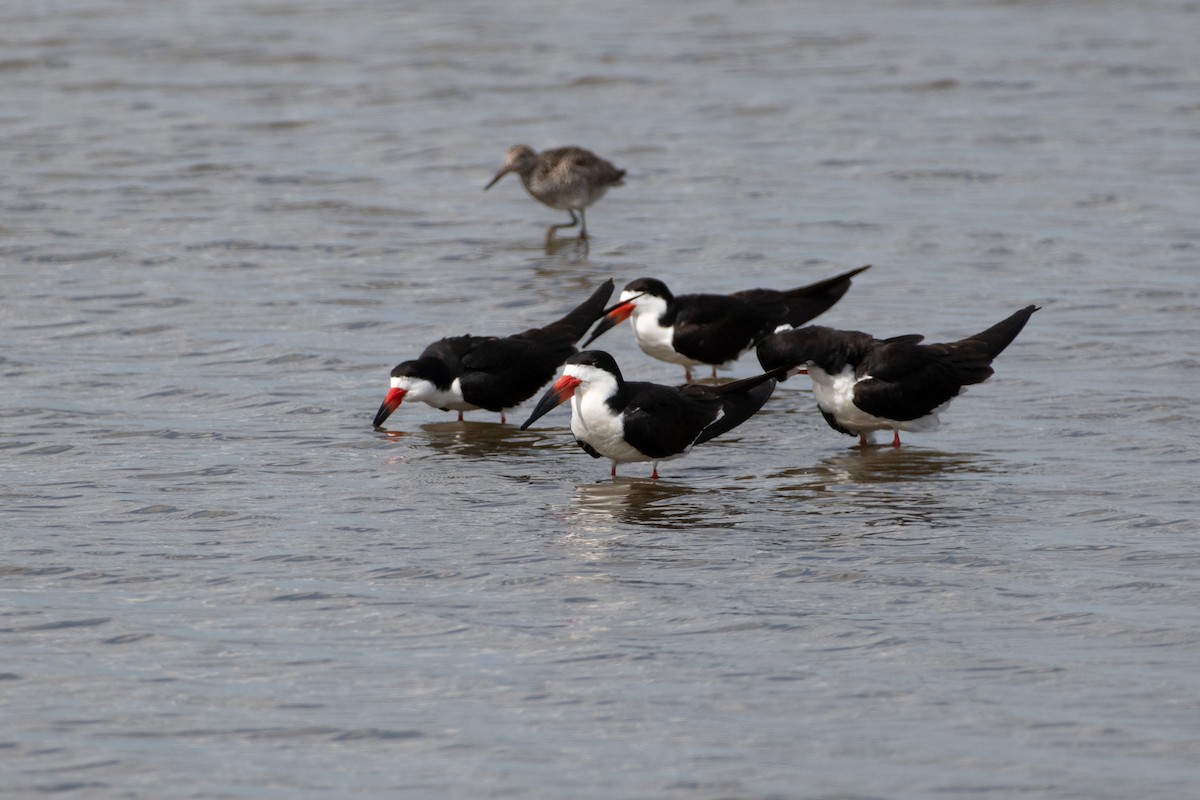 Black Skimmer - ML620283488