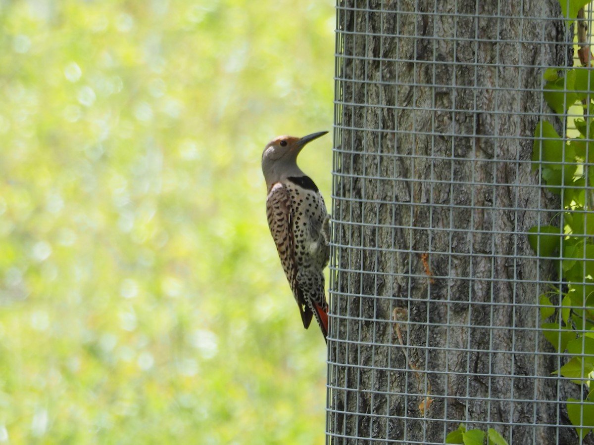 Northern Flicker - ML620283489