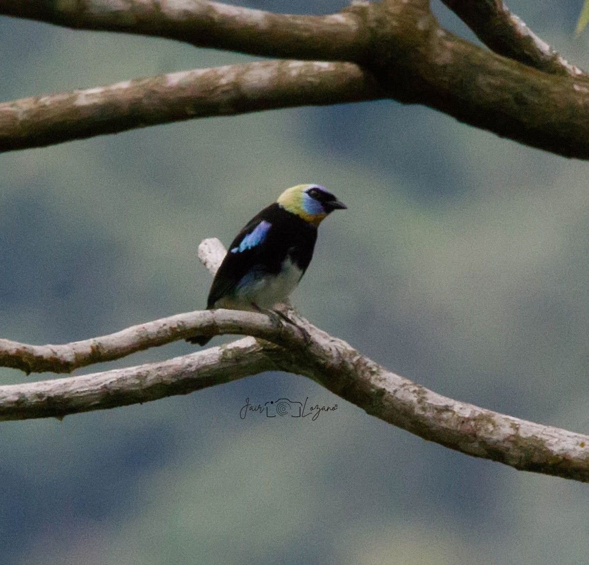 Golden-hooded Tanager - ML620283492