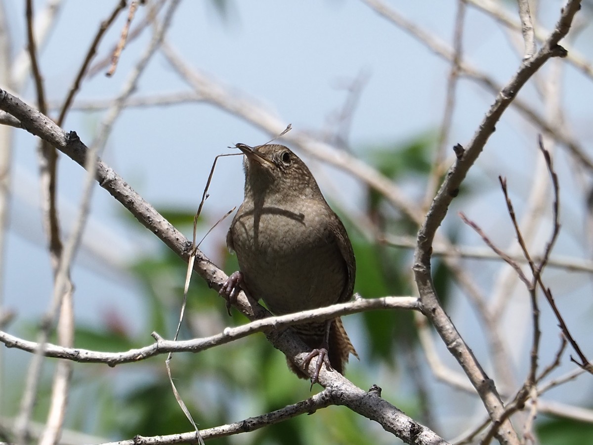 House Wren - ML620283495