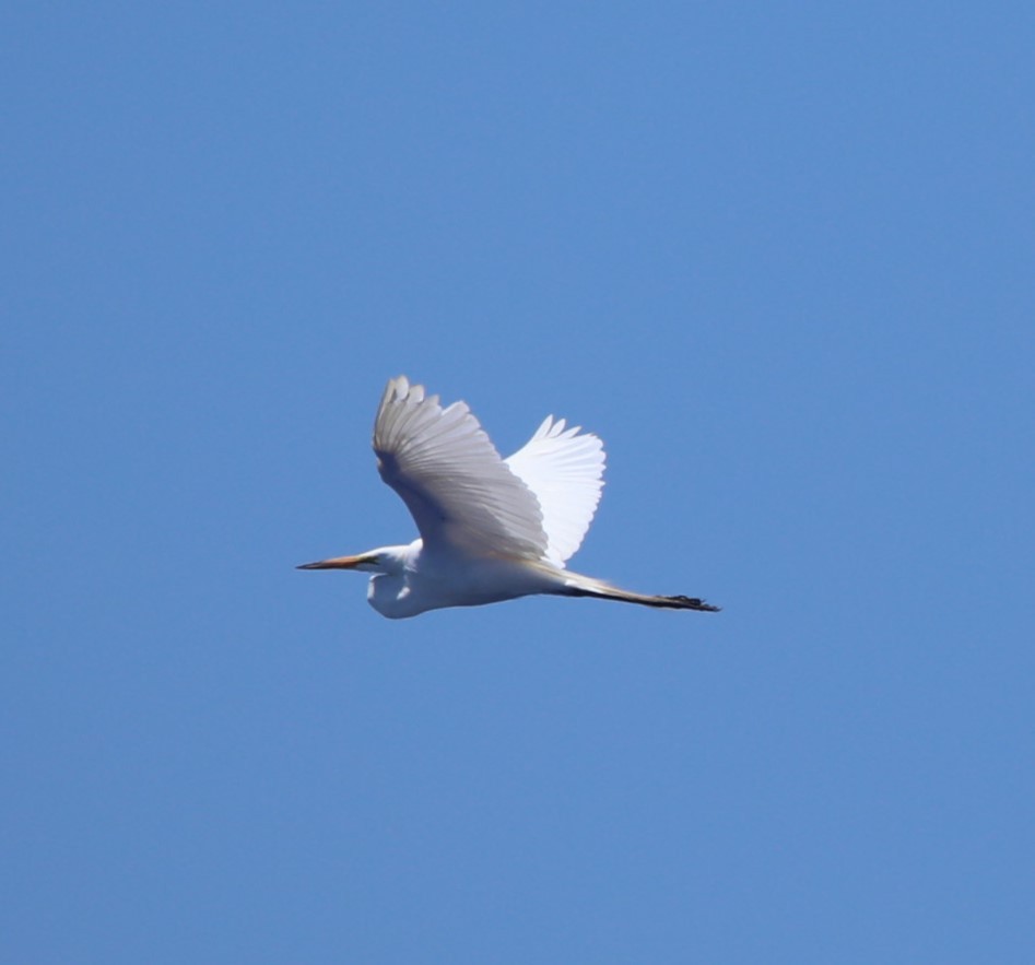 Great Egret - ML620283497