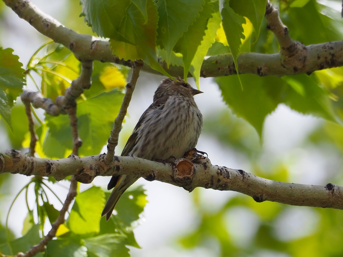 Pine Siskin - ML620283498