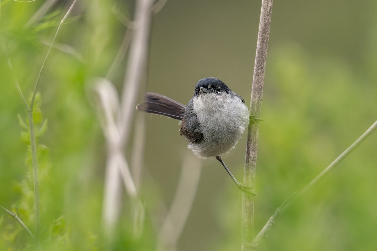 California Gnatcatcher - ML620283502