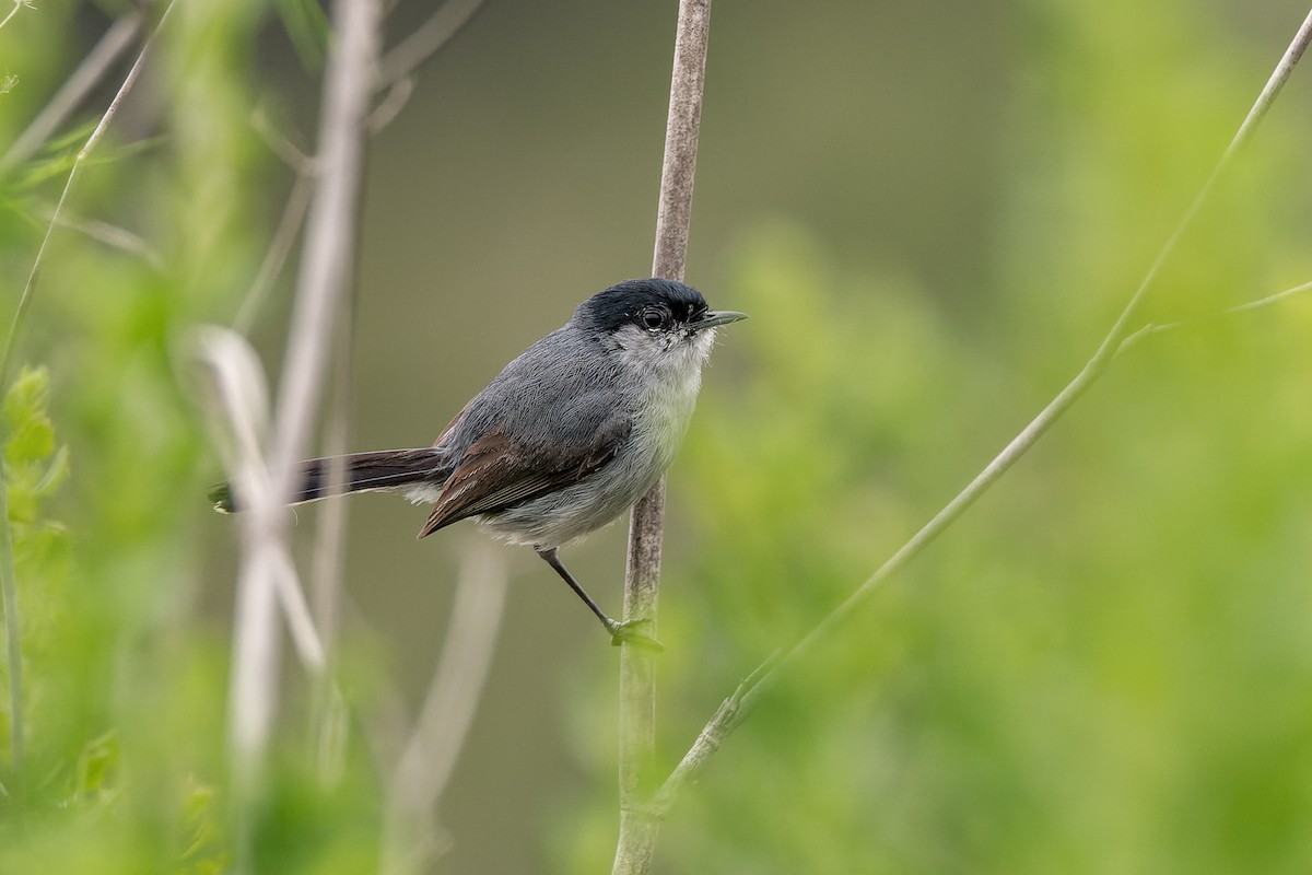 California Gnatcatcher - ML620283503