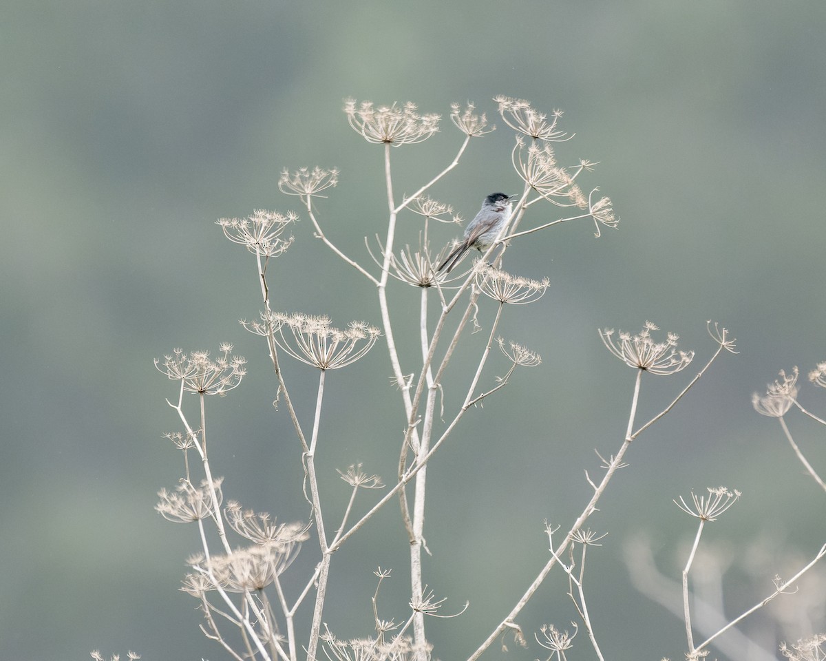 California Gnatcatcher - ML620283506