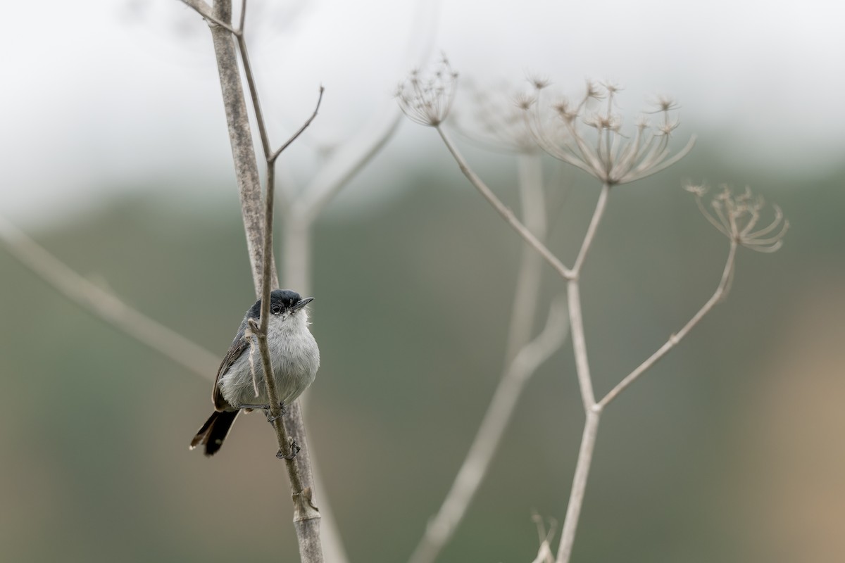 California Gnatcatcher - ML620283509