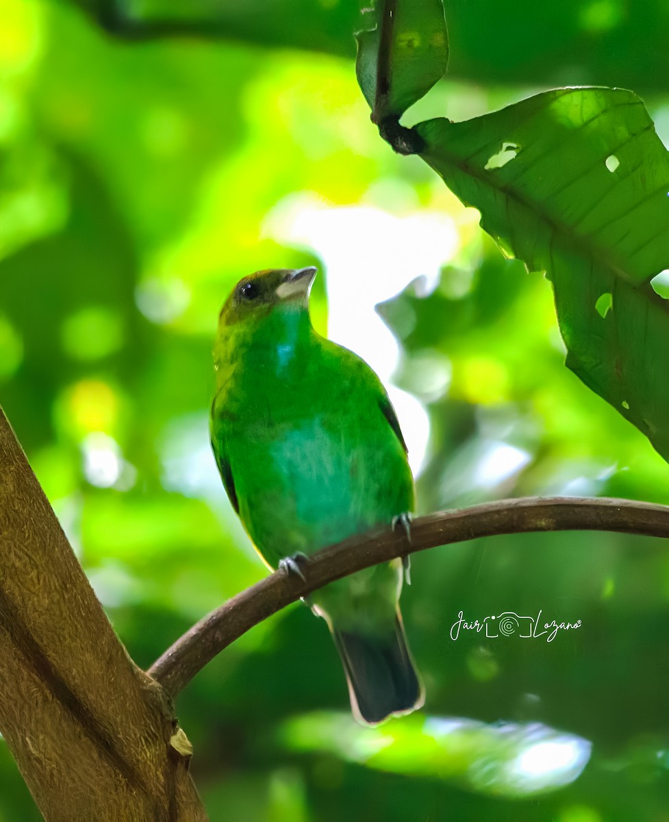 Rufous-winged Tanager - ML620283512