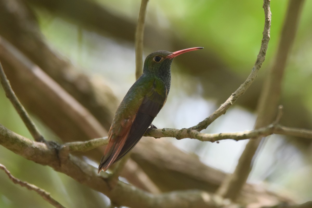 kolibřík yukatanský - ML620283513