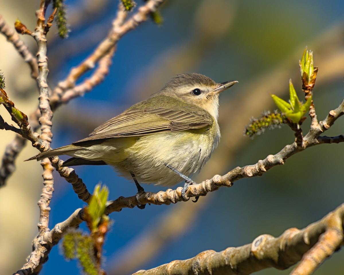 Warbling Vireo - ML620283516