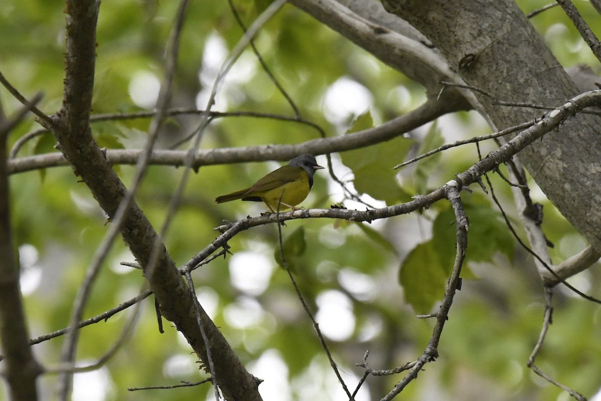 Mourning Warbler - ML620283519