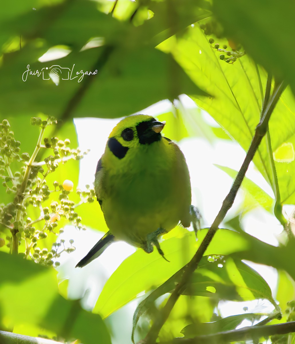 Emerald Tanager - ML620283521