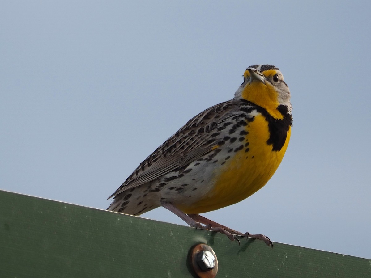 Western Meadowlark - ML620283523