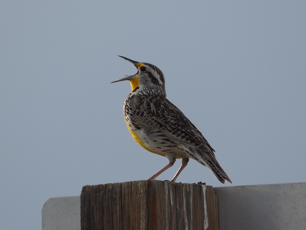 Western Meadowlark - ML620283524