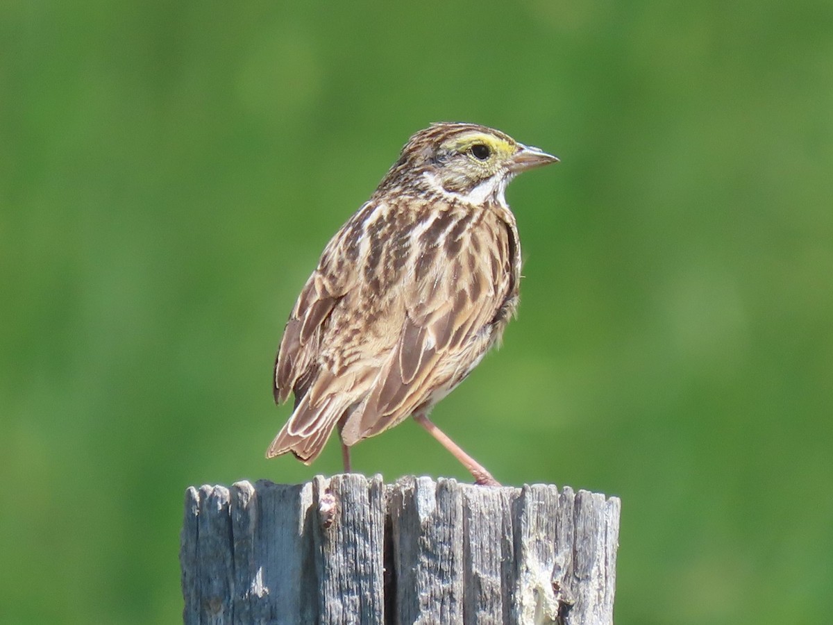 Savannah Sparrow - ML620283525