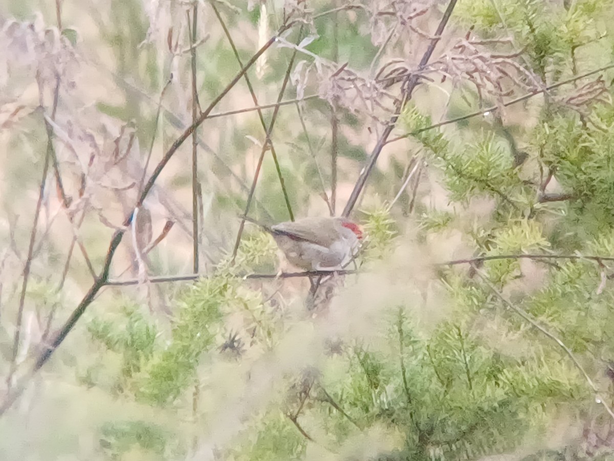 Red-browed Firetail - ML620283526