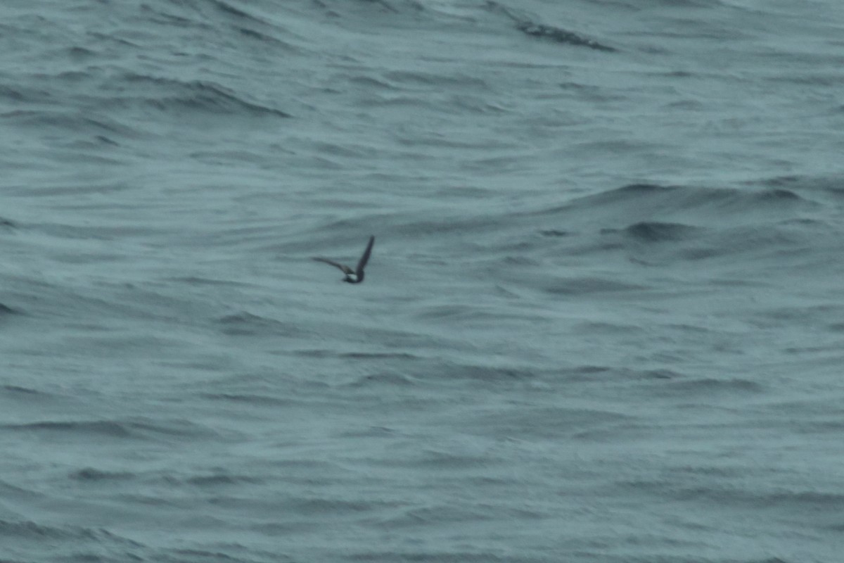 黃蹼洋海燕 - ML620283528