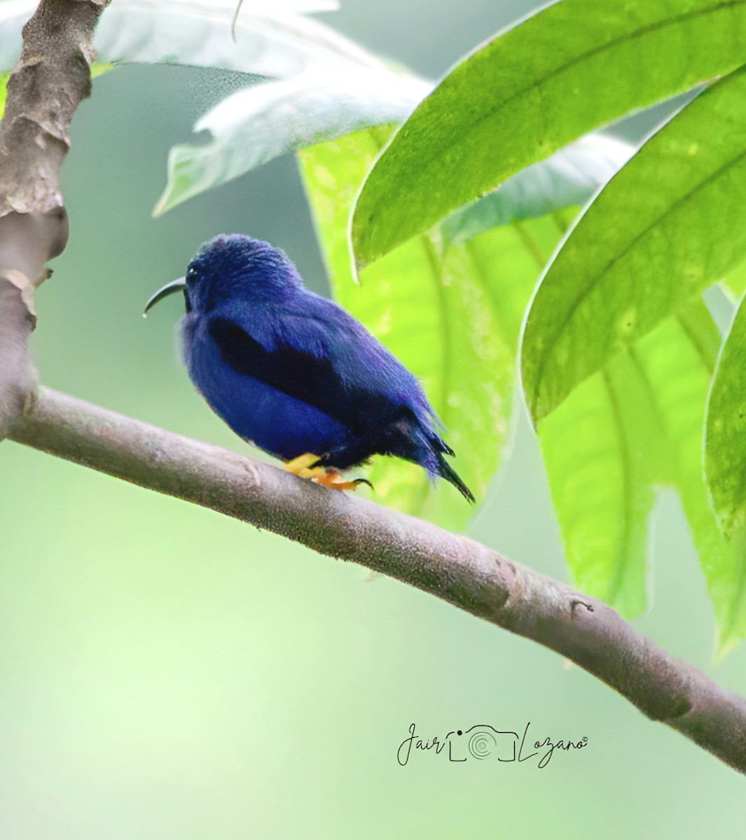 Purple Honeycreeper - ML620283531