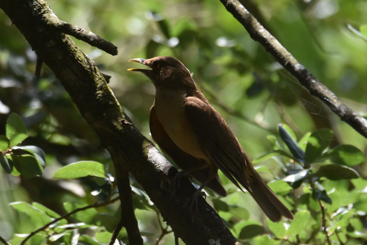 Clay-colored Thrush - ML620283533