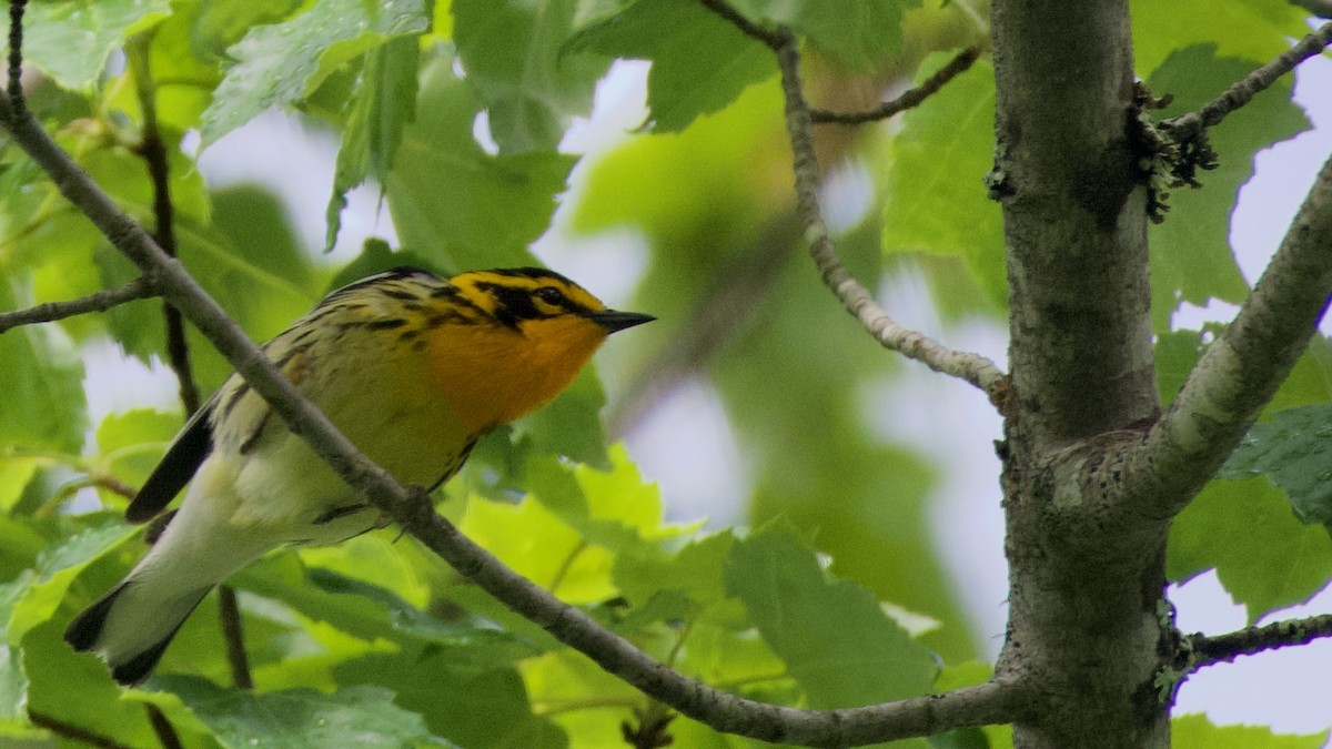 Blackburnian Warbler - ML620283534