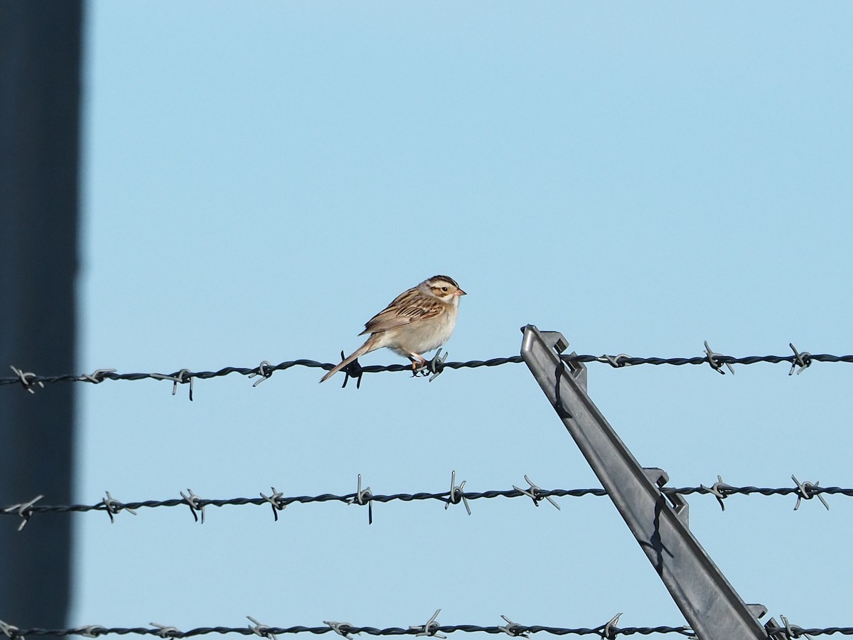 Clay-colored Sparrow - ML620283537