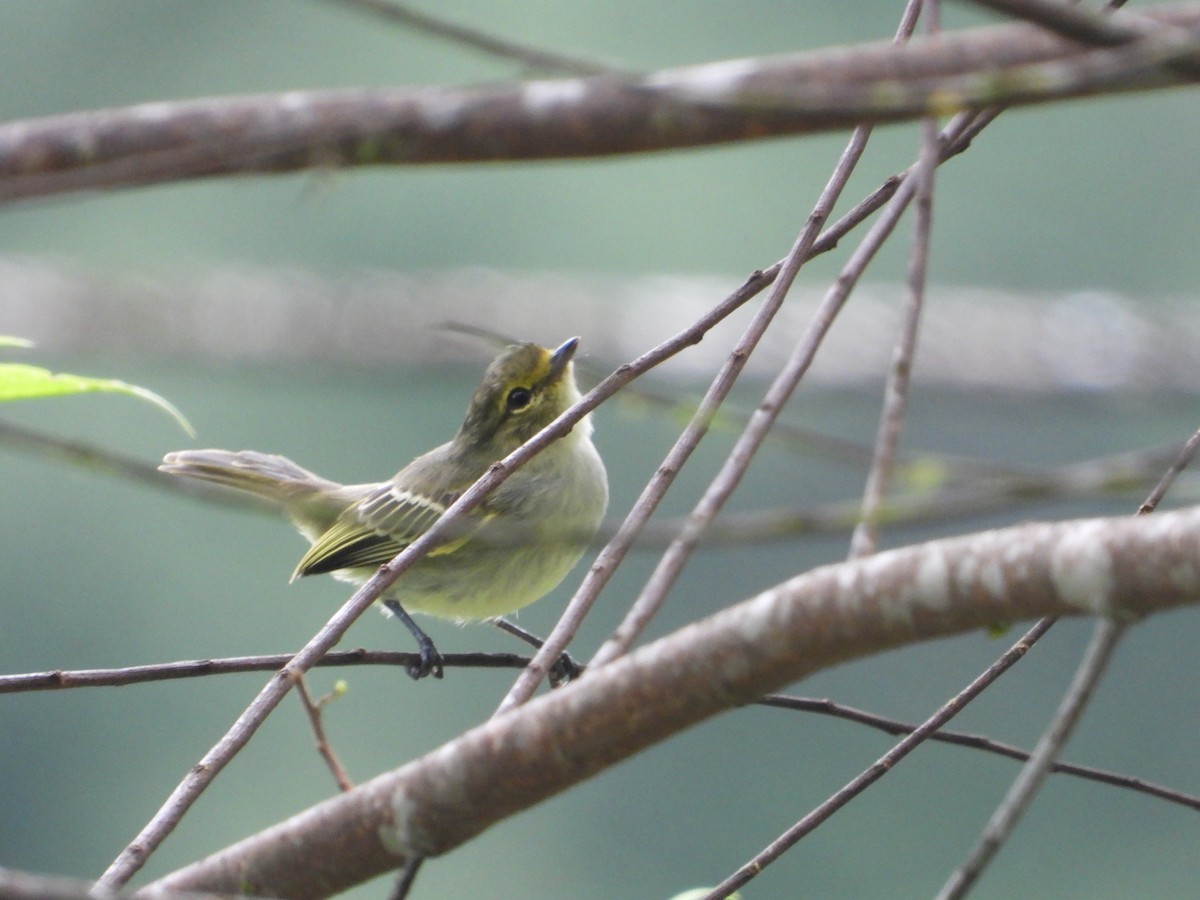 Golden-faced Tyrannulet - ML620283540