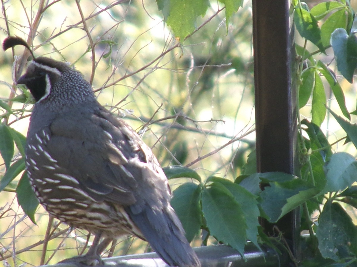 California Quail - ML620283543