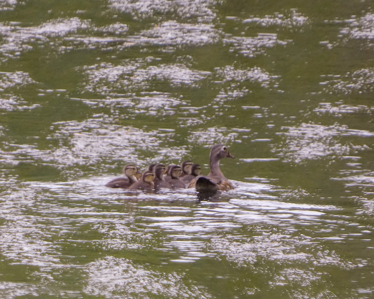 Wood Duck - ML620283544