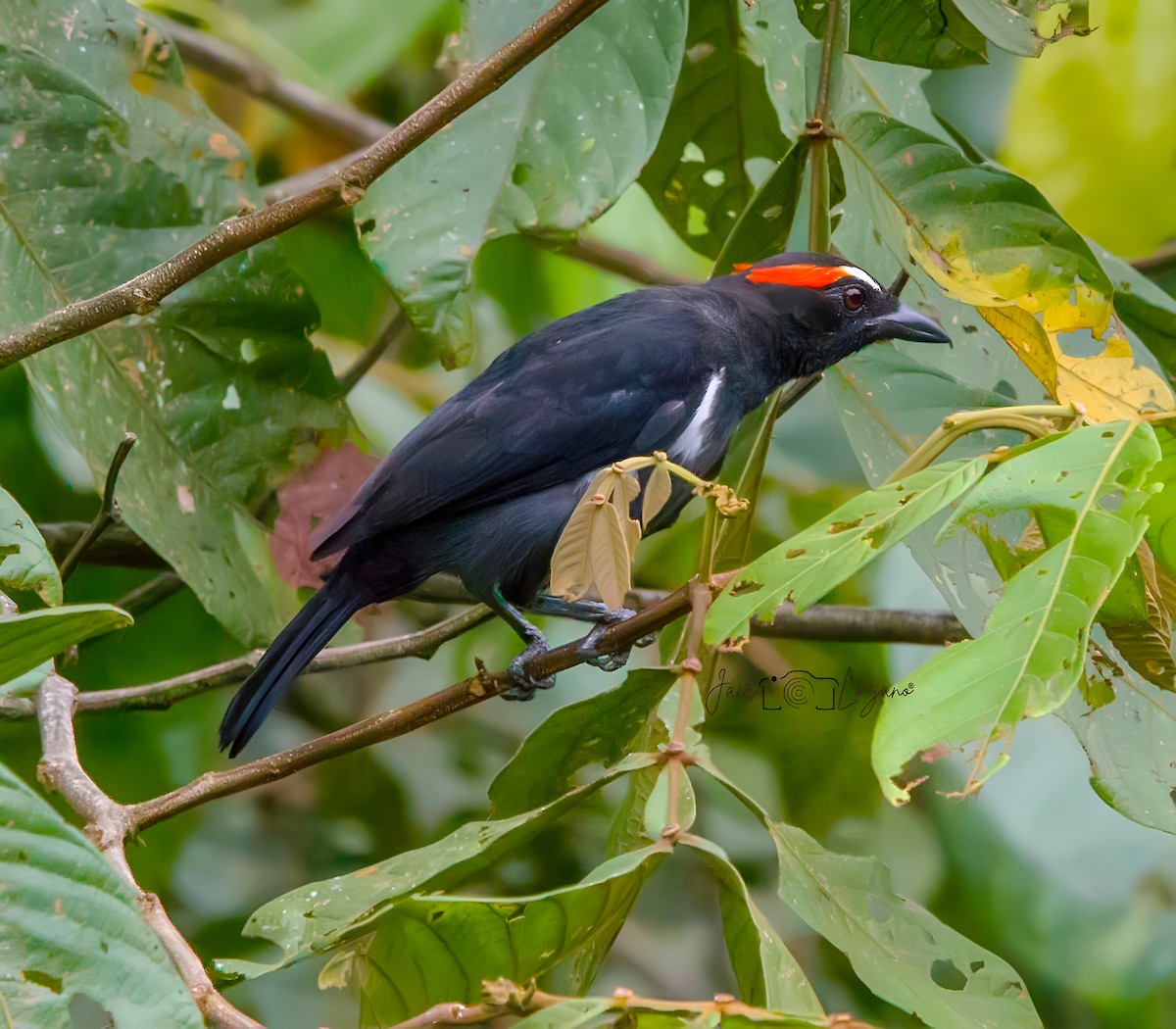 Scarlet-browed Tanager - ML620283545