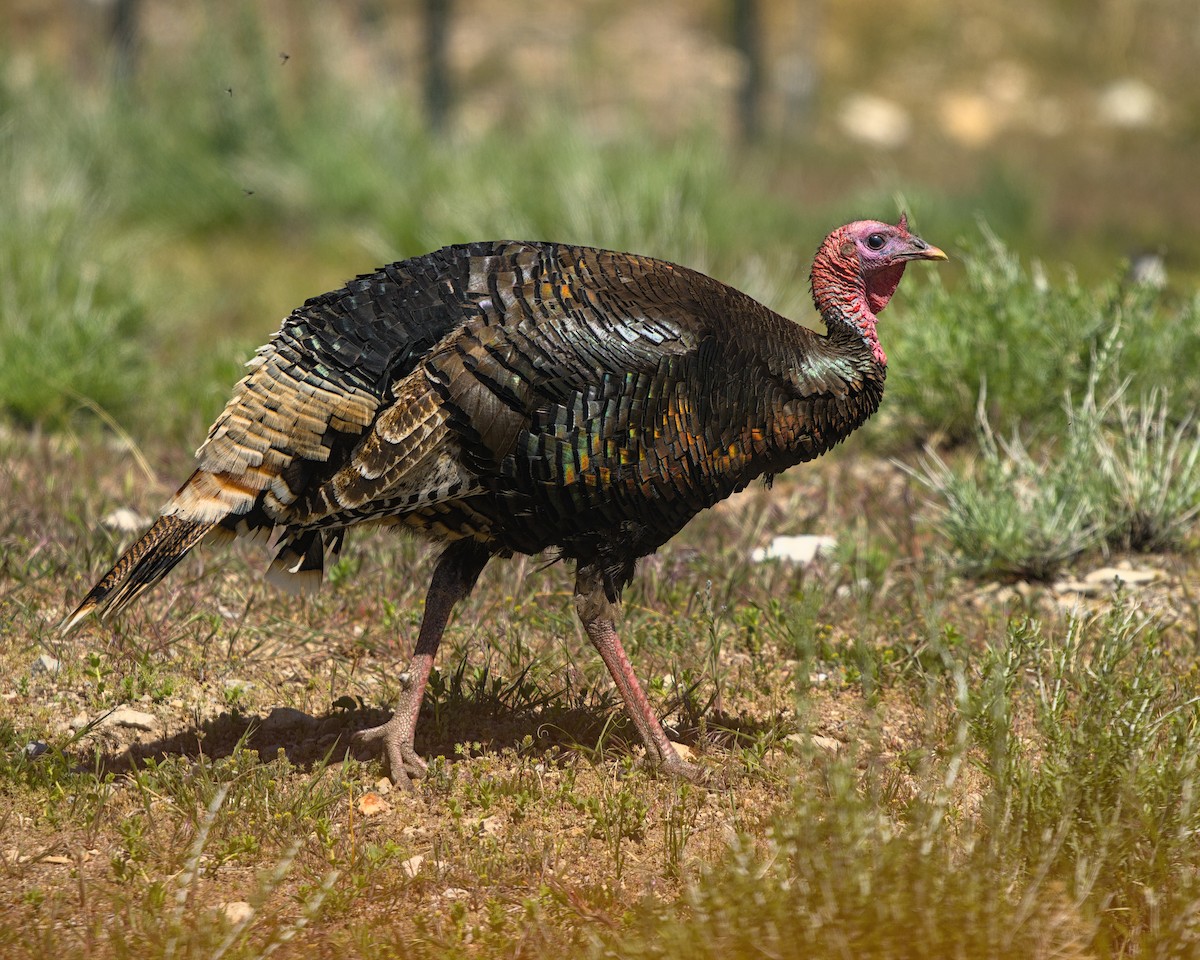 Wild Turkey - ML620283546