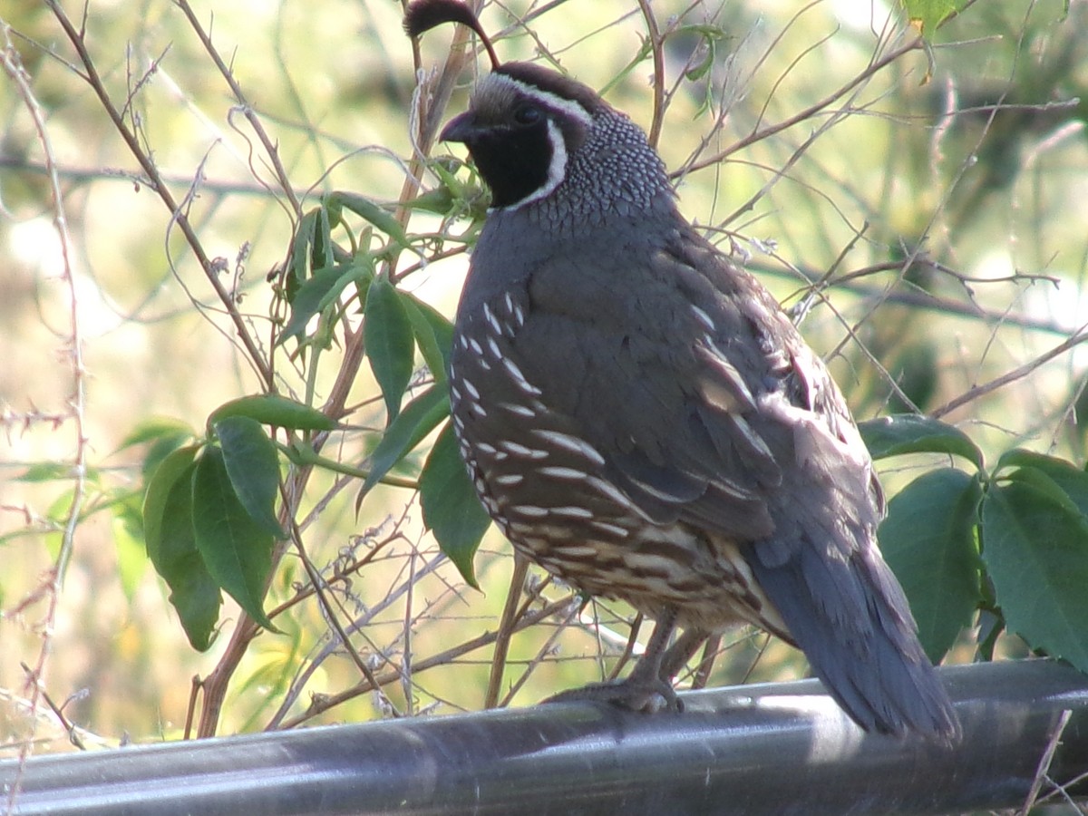 California Quail - ML620283564