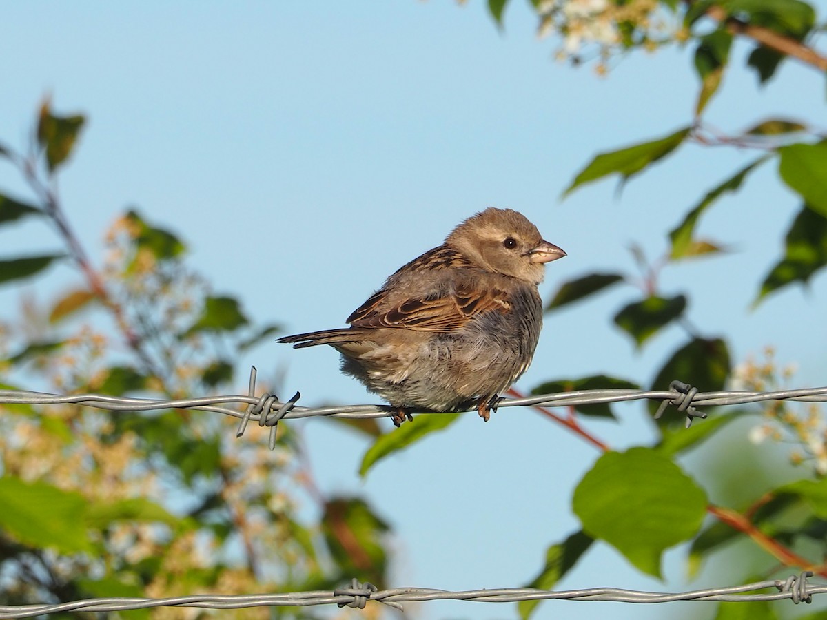 House Sparrow - ML620283566