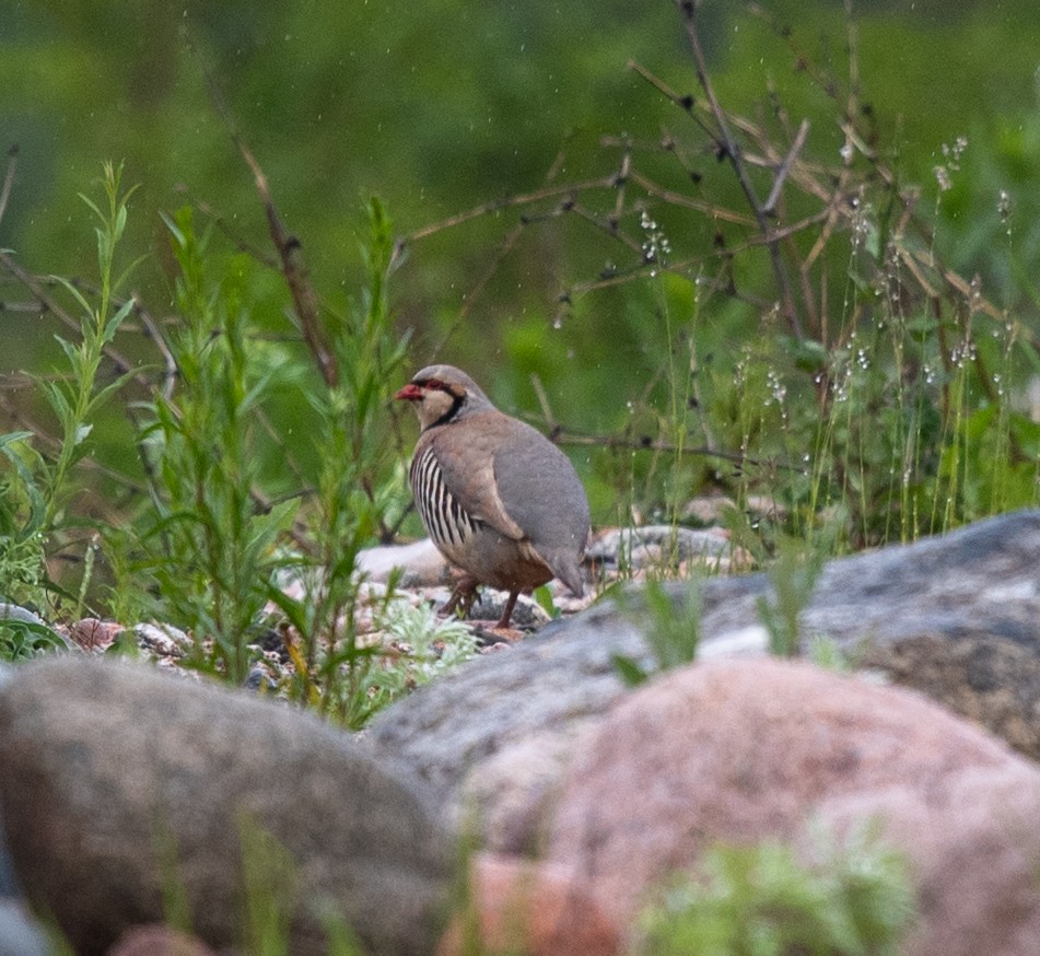 Chukar - ML620283578