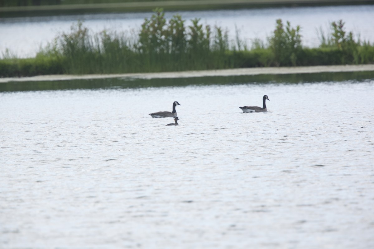 Hooded Merganser - ML620283581