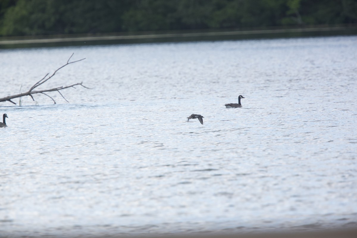 Hooded Merganser - ML620283582