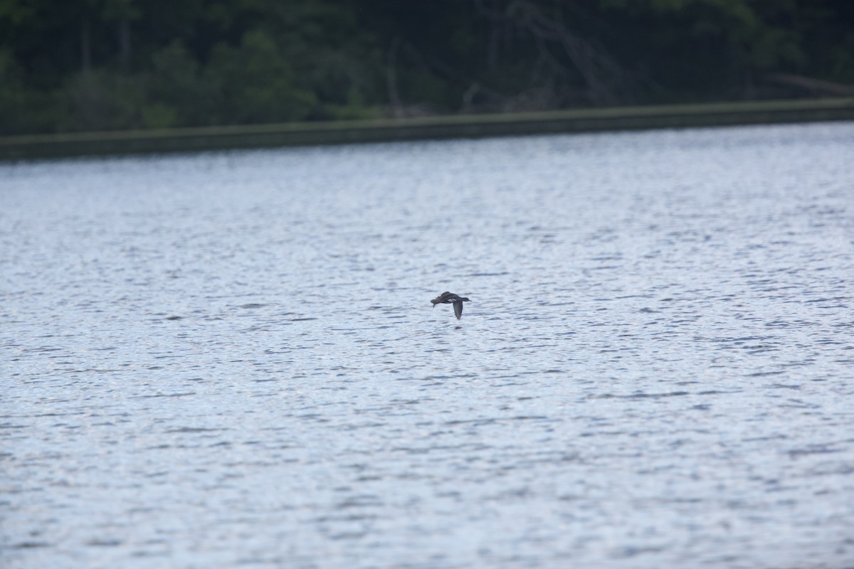 Hooded Merganser - ML620283583