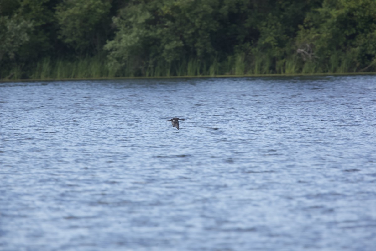 Hooded Merganser - ML620283584