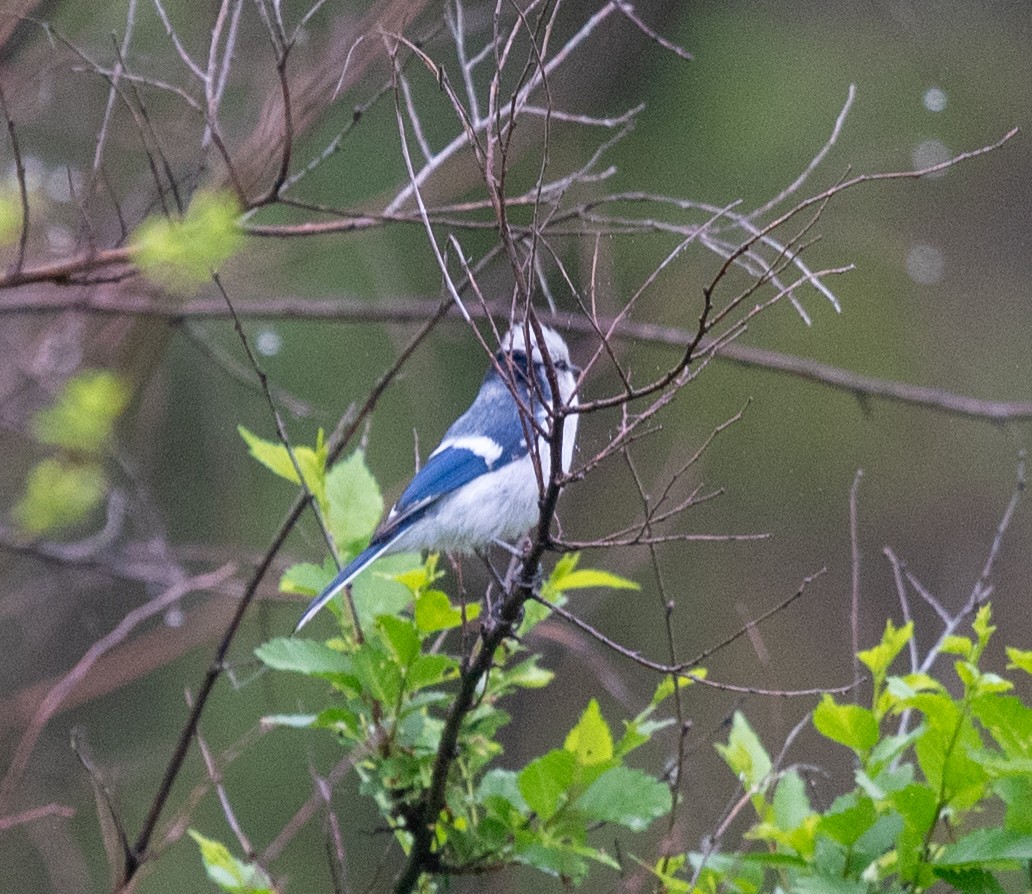 Herrerillo Azul (grupo cyanus) - ML620283589